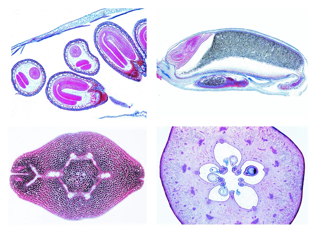 LIEDER Biologie Mikroskopie Mikropräparate Serien: Blütenpflanzen. Frucht und Same, 15 Präparate Blütenpflanzen (Magnoliopsida): Blüte