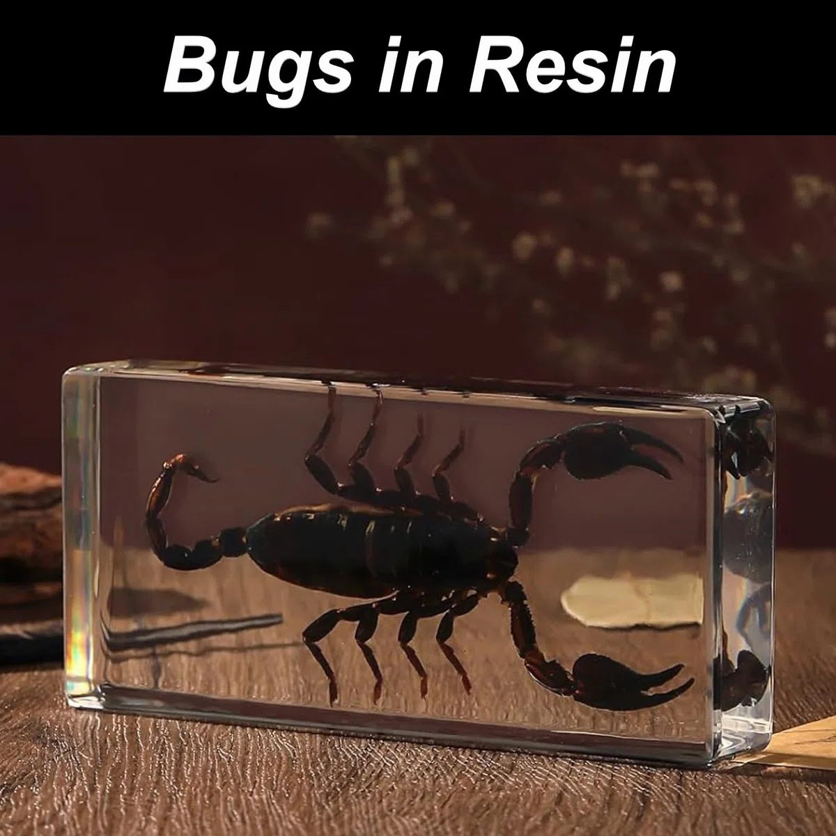 DRXRD Käfer Probe Dekor, Bernstein Insekt in Harz Ornament, Kunsthandwerk Tierpräparation, Einzigartiges Tolles Geschenk Scorpion