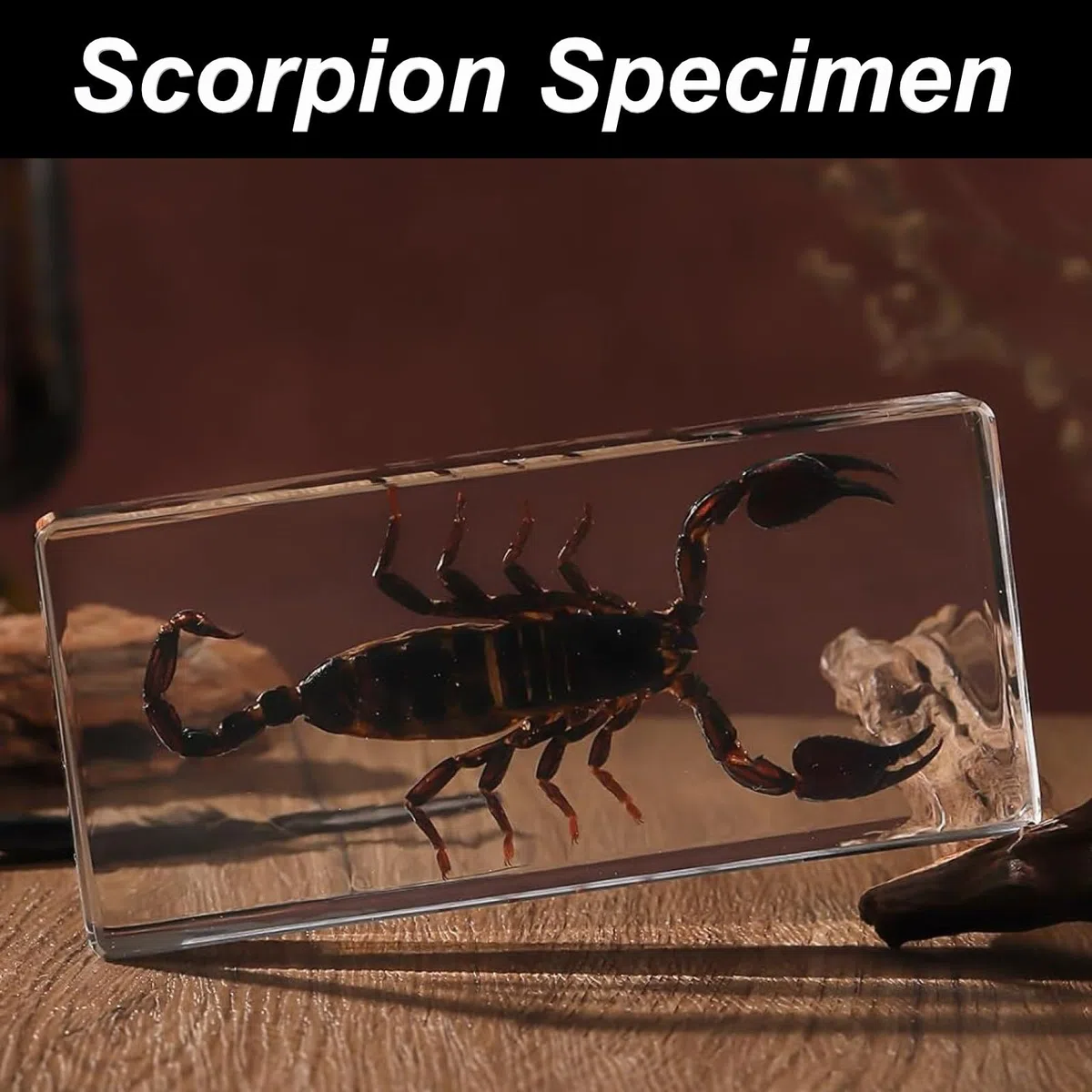DRXRD Käfer Probe Dekor, Bernstein Insekt in Harz Ornament, Kunsthandwerk Tierpräparation, Einzigartiges Tolles Geschenk Scorpion