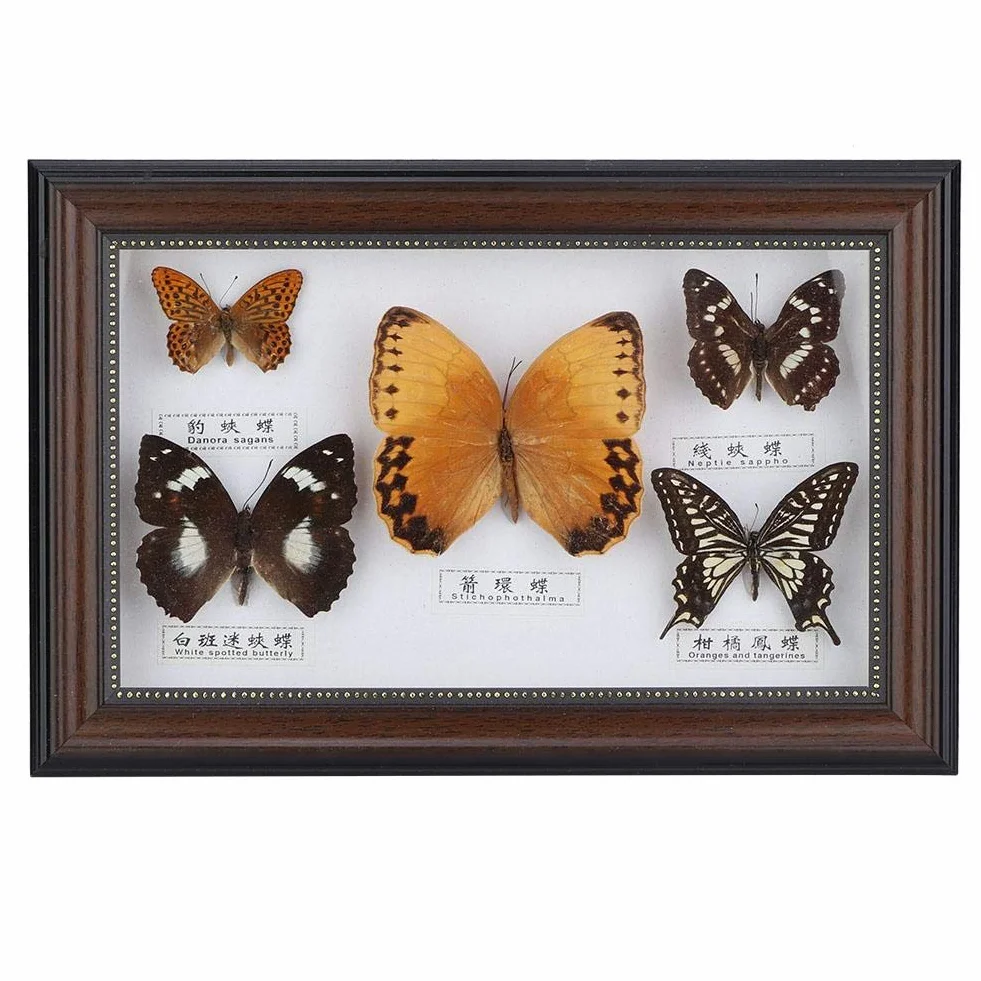 Echter gerahmter Schmetterling, 5-teiliges Schmetterlingsexemplar-Display mit schwarz-weißem Rahmen, Schmetterlings-Taxidermie-Haus für Urlaubs- und Geburtstagsgeschenke (weißer Rahmen)