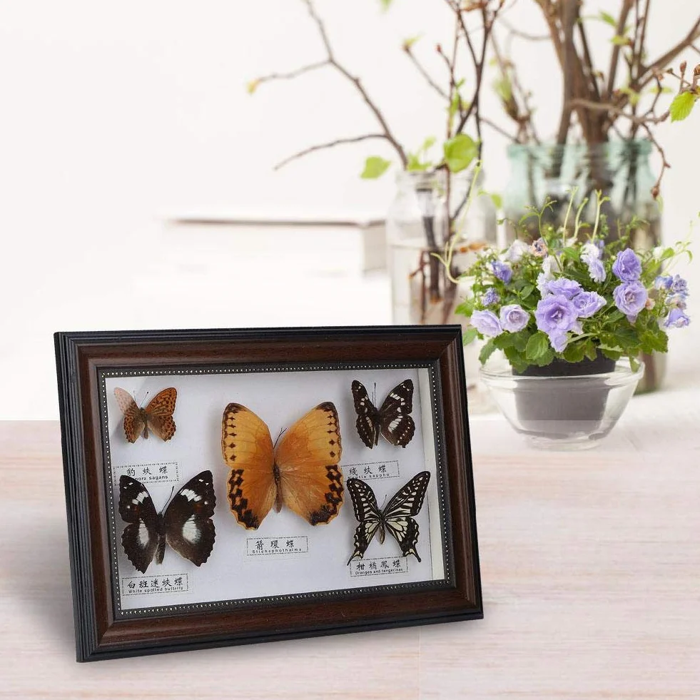 Echter gerahmter Schmetterling, 5-teiliges Schmetterlingsexemplar-Display mit schwarz-weißem Rahmen, Schmetterlings-Taxidermie-Haus für Urlaubs- und Geburtstagsgeschenke (weißer Rahmen)