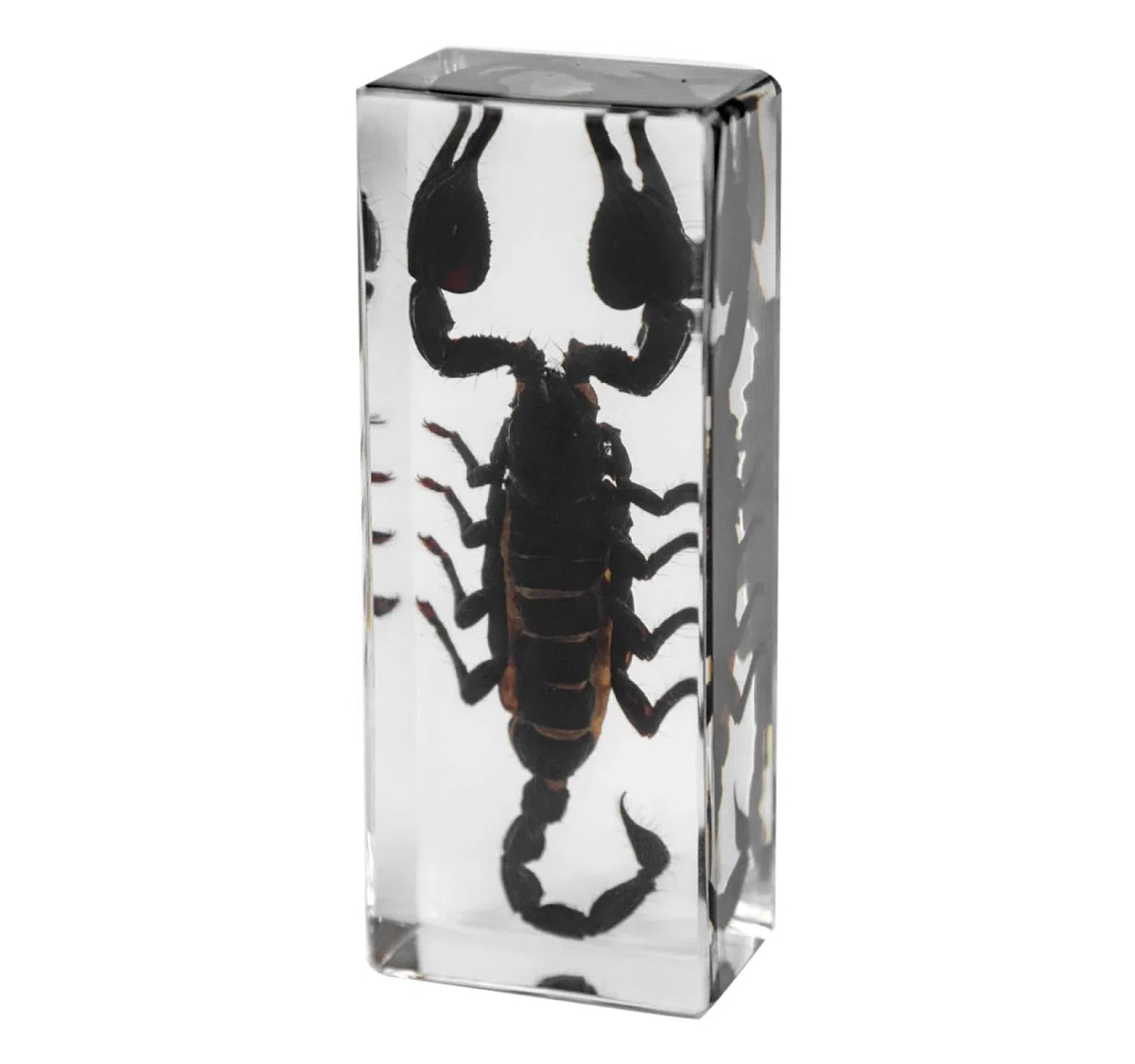 DRXRD Käfer Probe Dekor, Bernstein Insekt in Harz Ornament, Kunsthandwerk Tierpräparation, Einzigartiges Tolles Geschenk Scorpion