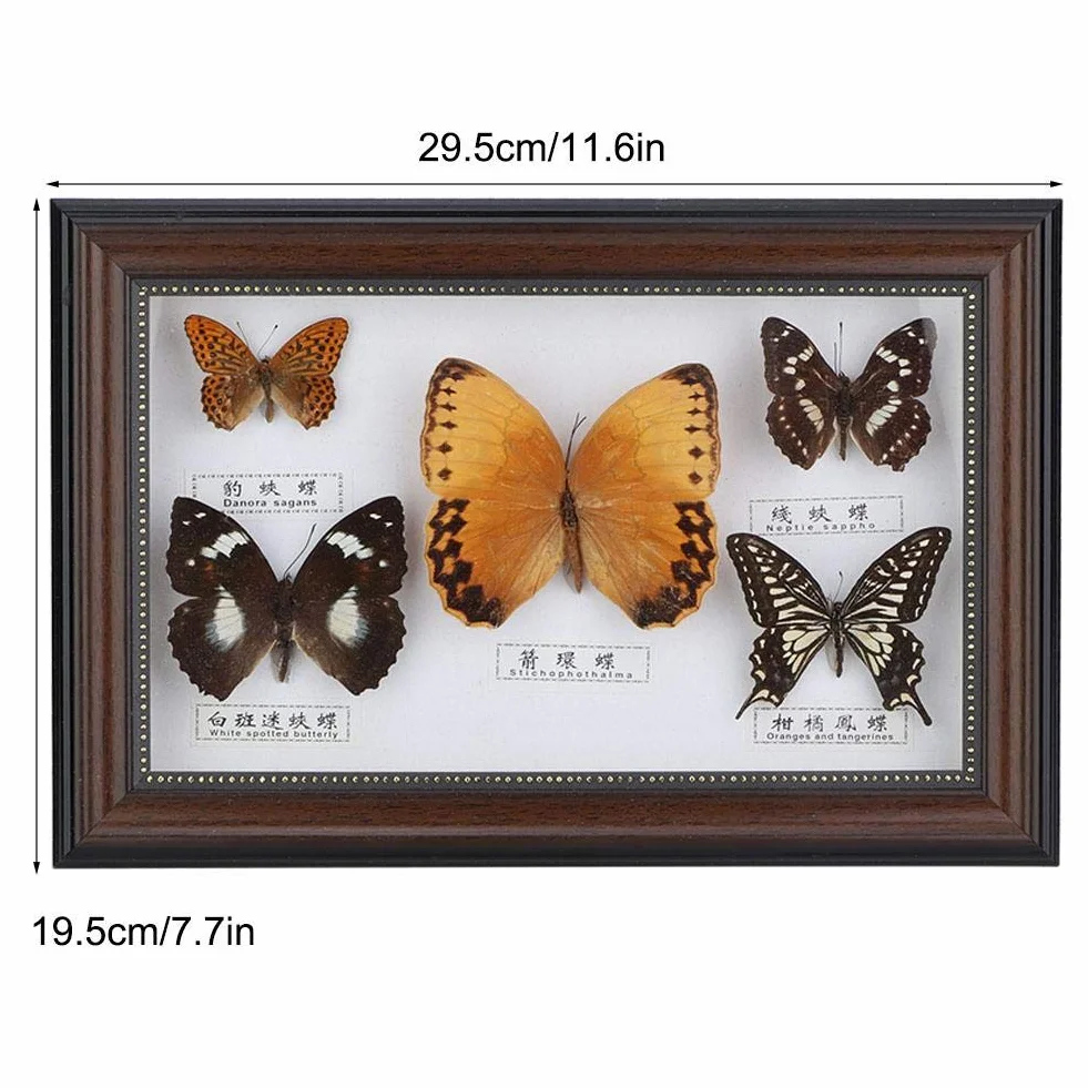 Echter gerahmter Schmetterling, 5-teiliges Schmetterlingsexemplar-Display mit schwarz-weißem Rahmen, Schmetterlings-Taxidermie-Haus für Urlaubs- und Geburtstagsgeschenke (weißer Rahmen)