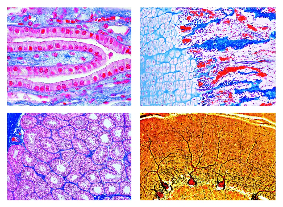 LIEDER Biologie Mikroskopie Mikropräparate Serien: Histologie der Säugetiere (Mammalia), Ergänzungsserie, 50 Präparate. Erweiterung von Serie 2400