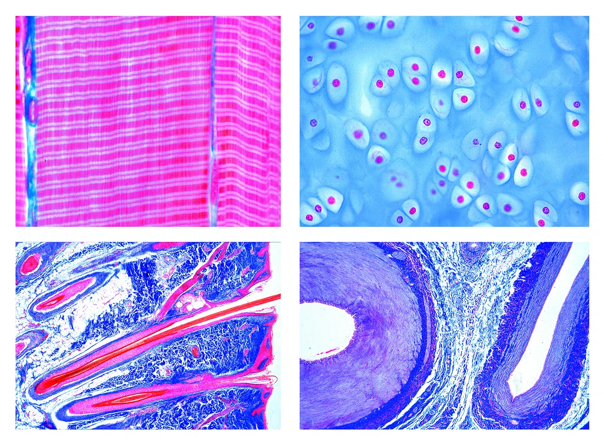 LIEDER Biologie Mikroskopie Mikropräparate Serien: Histologie der Säugetiere (Mammalia), Grundserie, 25 Präparate.
