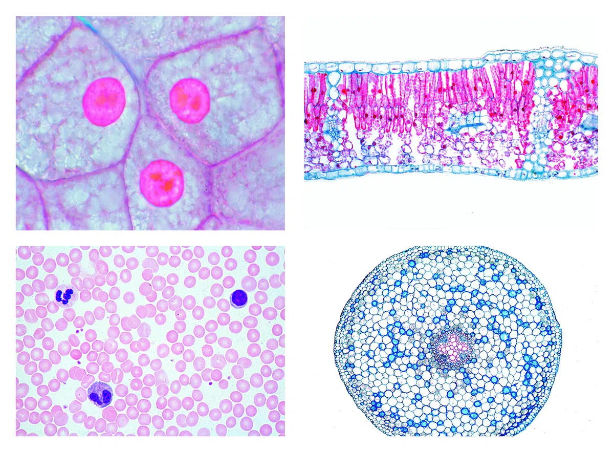 LIEDER Biologie Mikroskopie Mikropräparate Serien: Serie I. Zelle, Gewebe und Organe, 13 Präparate