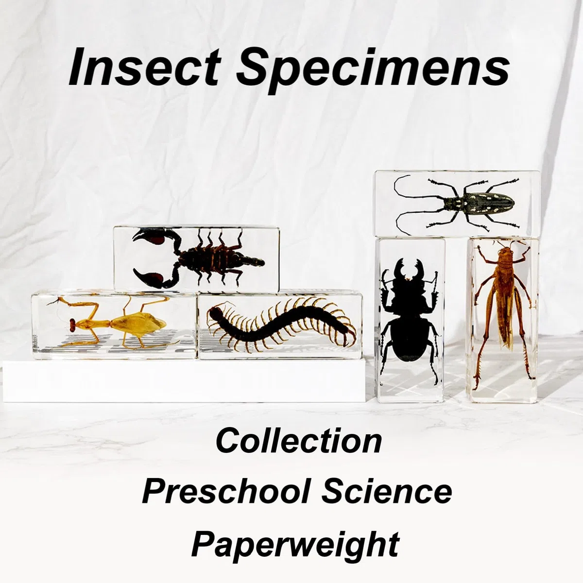 DRXRD Käfer Probe Dekor, Bernstein Insekt in Harz Ornament, Kunsthandwerk Tierpräparation, Einzigartiges Tolles Geschenk Scorpion
