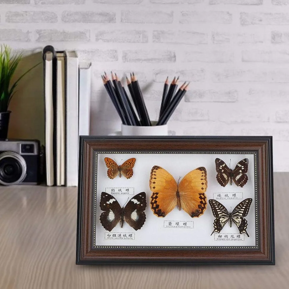 Echter gerahmter Schmetterling, 5-teiliges Schmetterlingsexemplar-Display mit schwarz-weißem Rahmen, Schmetterlings-Taxidermie-Haus für Urlaubs- und Geburtstagsgeschenke (weißer Rahmen)