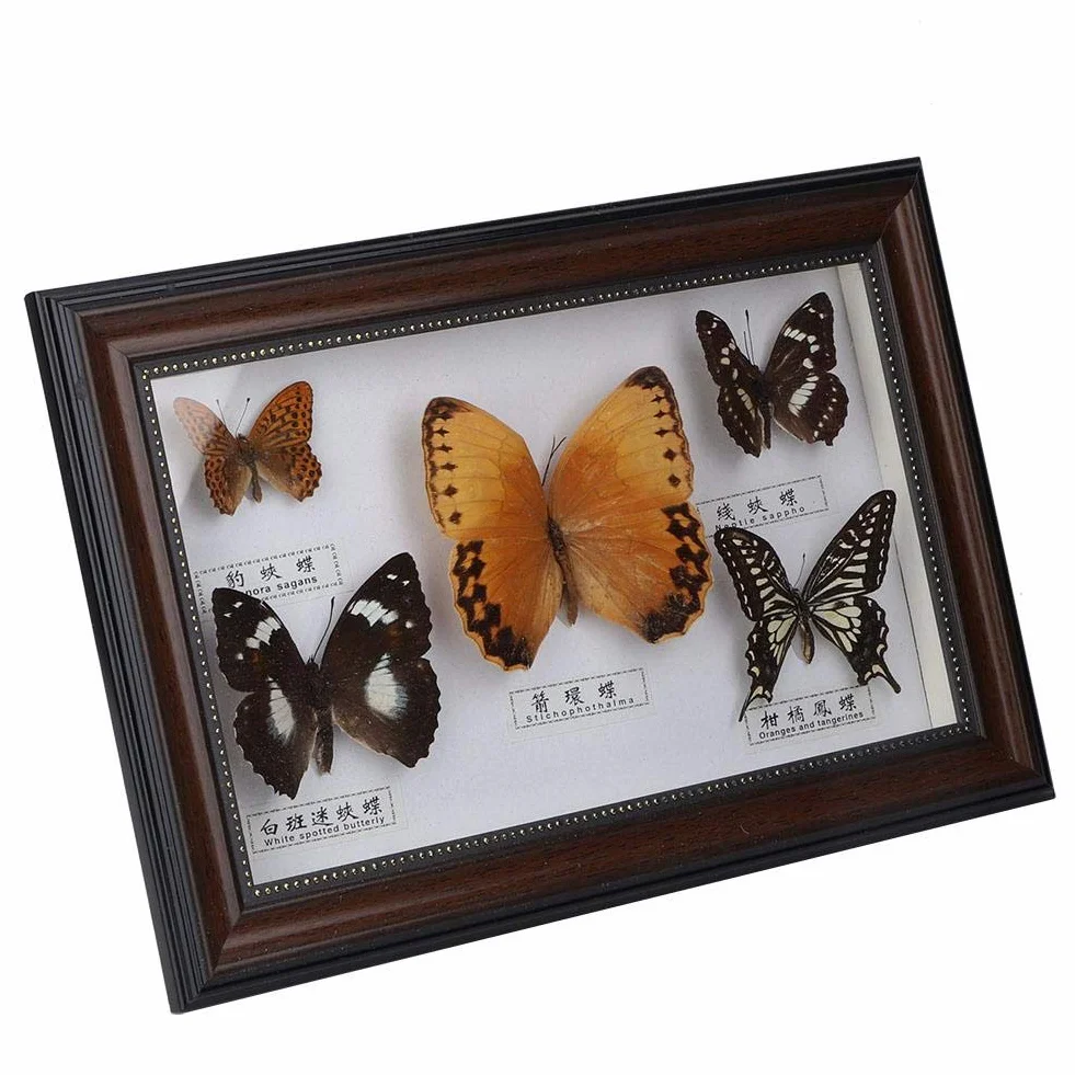 Echter gerahmter Schmetterling, 5-teiliges Schmetterlingsexemplar-Display mit schwarz-weißem Rahmen, Schmetterlings-Taxidermie-Haus für Urlaubs- und Geburtstagsgeschenke (weißer Rahmen)